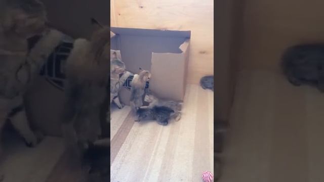 Котята Пиксибоб. Наш сайт http://wildcatofmoscow.com смотреть онлайн