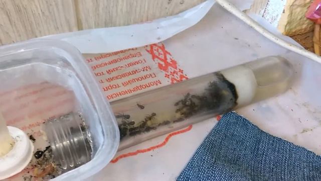 Культурные колонии 41. смотреть онлайн