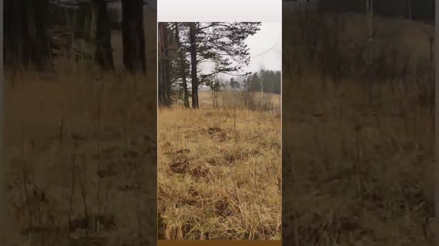 Всеволожский район, Куйвозовское поселение, коттеджный посёлок лесное озеро смотреть онлайн