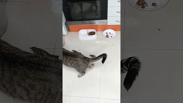 Кот и его охранники воробьи смотреть онлайн