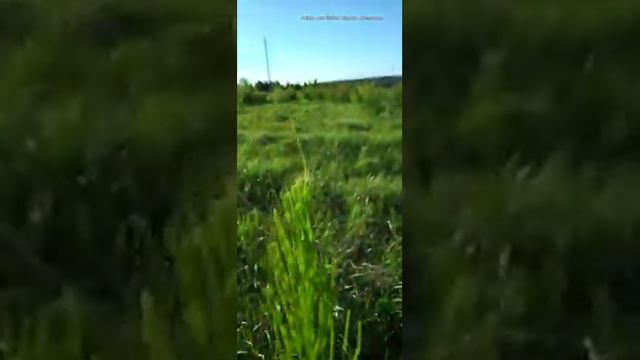 хвощ полевой свойства и отличие от лесного смотреть онлайн