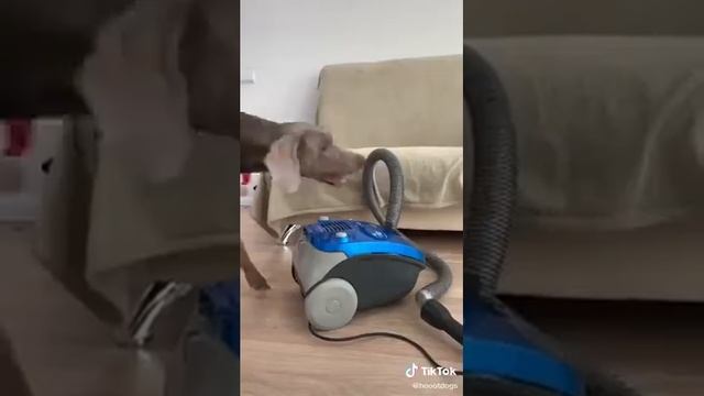 Смех и яйца у собак смотреть онлайн