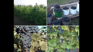 Виноград Маркетт. Теория и практика. Описание, советы и рекомендации