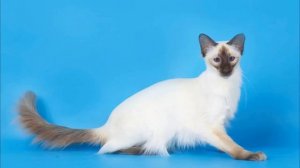 Эти породы кошек подойдут людям с аллергией!