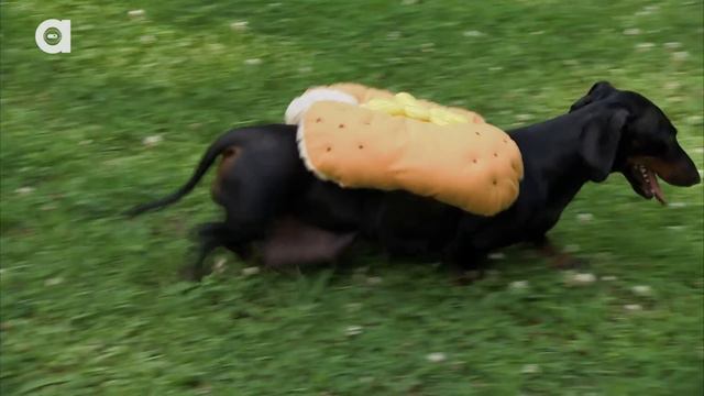 Dachshund Facts смотреть онлайн