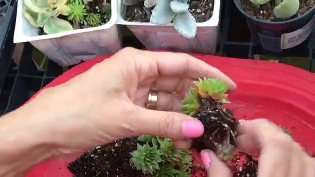 HOW TO Easily Propagate dividing separate Hens and Chicks Sempervivum EASY with MOODY BLOOMS смотреть онлайн