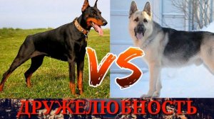 #Доберман против Восточно европейской овчарки// Animals Battle