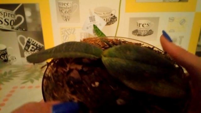 Первое цветение орхидеи башмачка ( пафиопедилум) сорт Мауди. смотреть онлайн