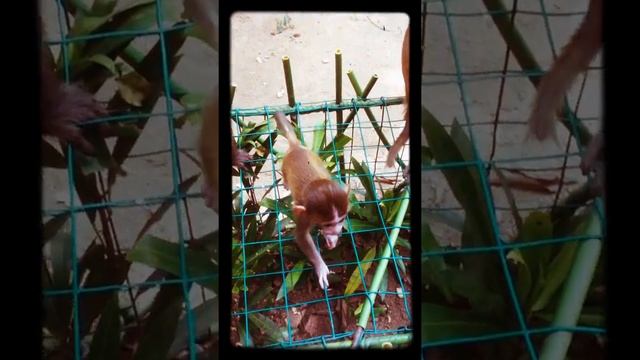 Хайнань/Остров Обезьян/Макаки смотреть онлайн