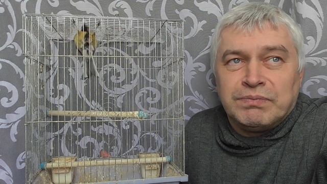 Друг в доме говорит про птицу, птица синица. Друга зовут Геннадий Горин смотреть онлайн