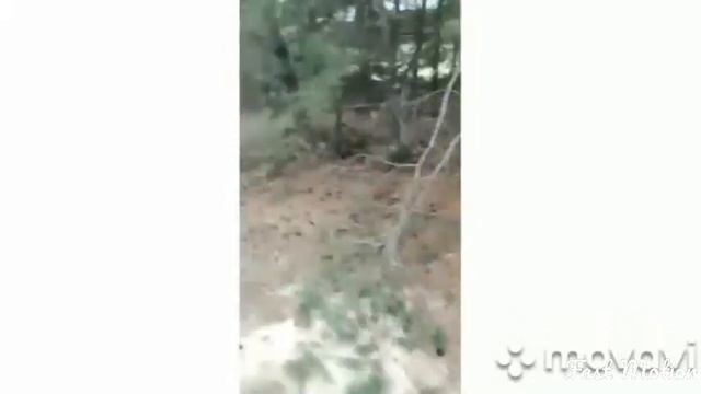 Грибы из Шолоховского р-на РО смотреть онлайн