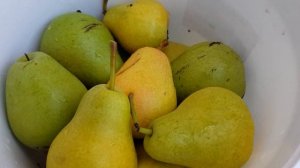 Флейта груша и Чижовская груша.