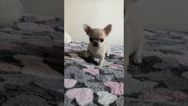 Малыш чихуахуа ждёт самую лучшую семью 💙🤗 смотреть онлайн