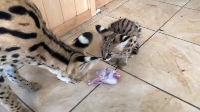 Переводим котят на мясо... смотреть онлайн
