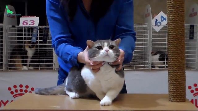 Шотландская Кошка КРАСАВИЦА - это Просто Милейшее Спокойное ЧУДО | ПОРОДЫ КОШЕК смотреть онлайн