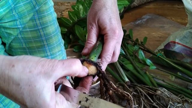 Спасаем Замиокулькас | Долларовое дерево смотреть онлайн