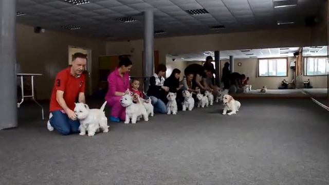 Форан Элсис.Тренировка в Топ-Доге. смотреть онлайн