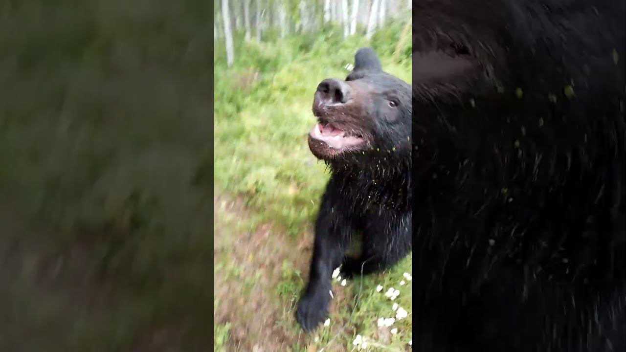 Медвежата приглашают купаться. #bear смотреть онлайн