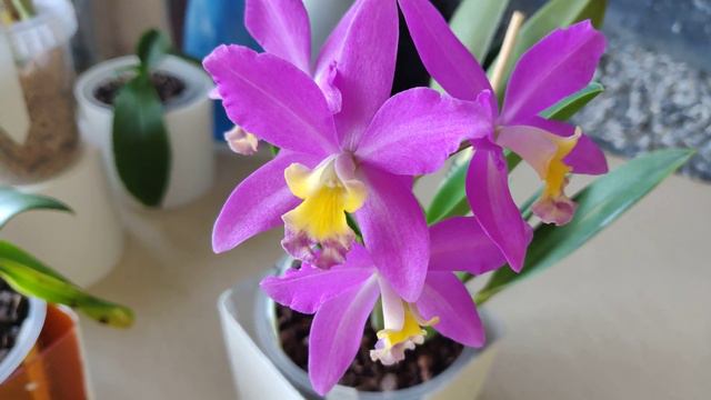 Lc. Tiny Treasure