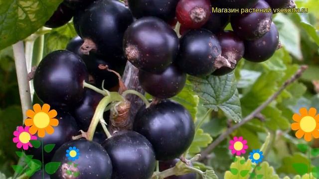 Смородина черная Волшебница. Краткий обзор, описание характеристик ribes nigrum Volshebnitca смотреть онлайн