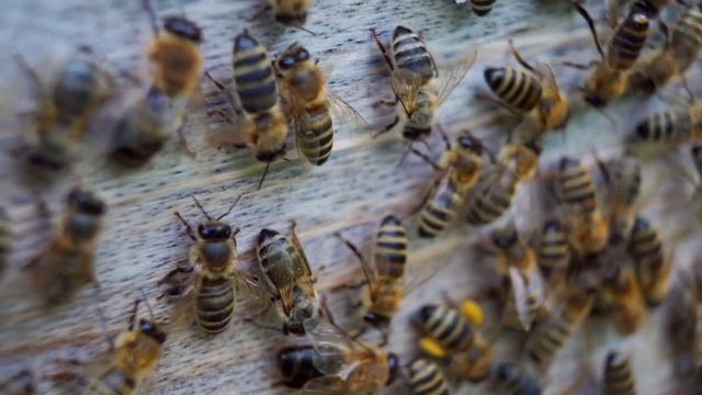 Тема для обсуждения "Цена пчелопакетов в мае 2022года...", пару слов о цене на мед. смотреть онлайн