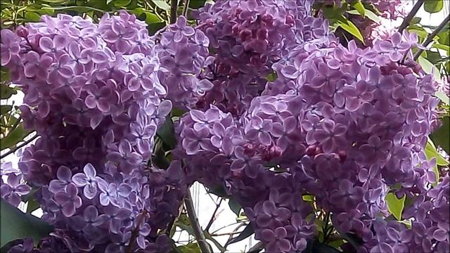 И снова вальс, только уже сирени... смотреть онлайн