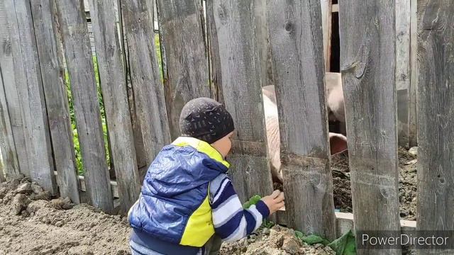 Что ЭТО будет 🤭 Своя ЛУЧШЕ 👍 Семья в деревне смотреть онлайн