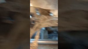 Замена стоек (пружин, опорных подшипников) на форд транзит (Ford Transit 2016 г)