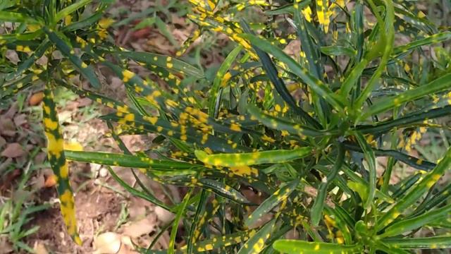 Cróton Brasileirinho/(Codiaeum variegatum) смотреть онлайн