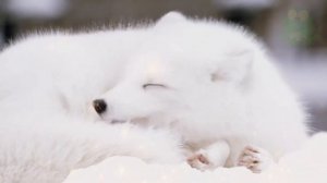 Песец - интересные факты, животные Евразии, полярная лиса - тайная жизнь животных