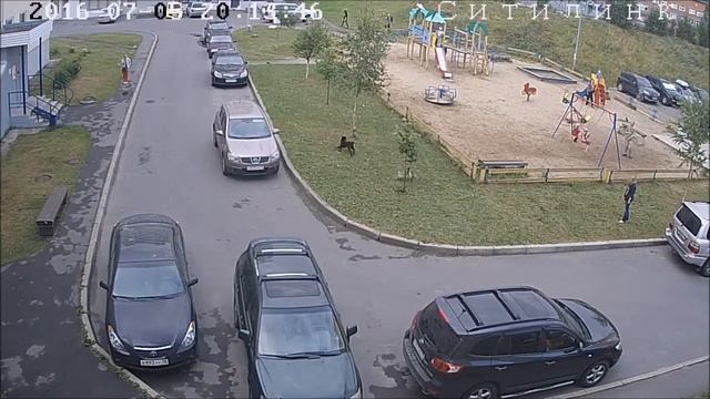 Кот гоняет пса во дворе! от Ситилинк смотреть онлайн