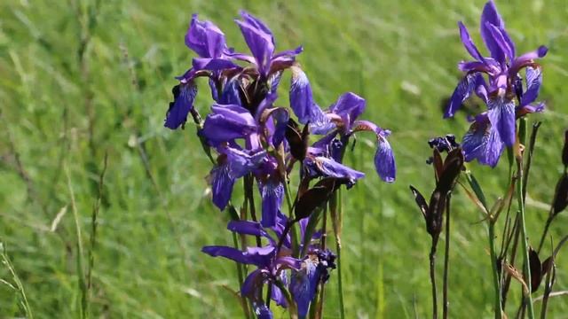 Касатик (Ирис) Сибирский Iris sibirica смотреть онлайн