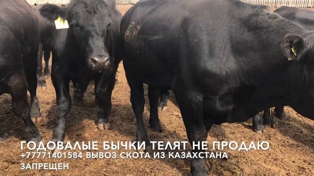 Быки Ангуса годовалые