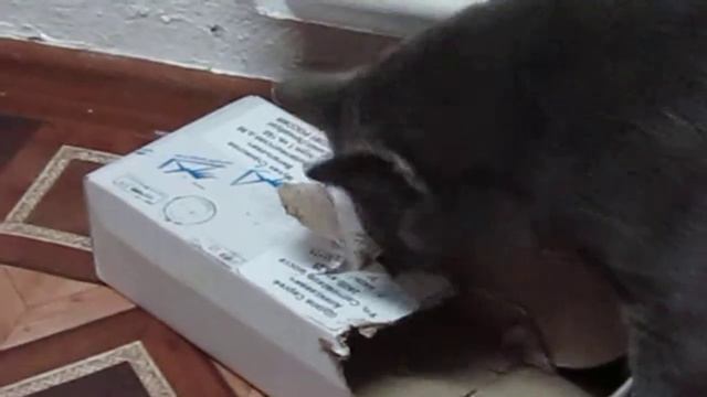 Кот Лаврентий рвёт и мечет. смотреть онлайн