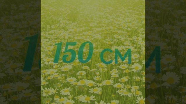 150см (cover Алёна Швец) смотреть онлайн