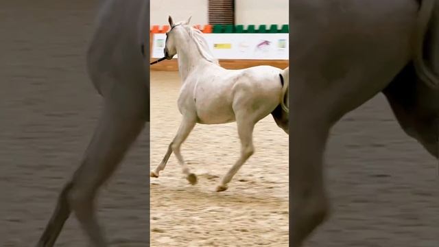 Арабская чистокровная порода #лошади смотреть онлайн