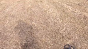 XР Деус 2. Выбор программы для поиска на практике.