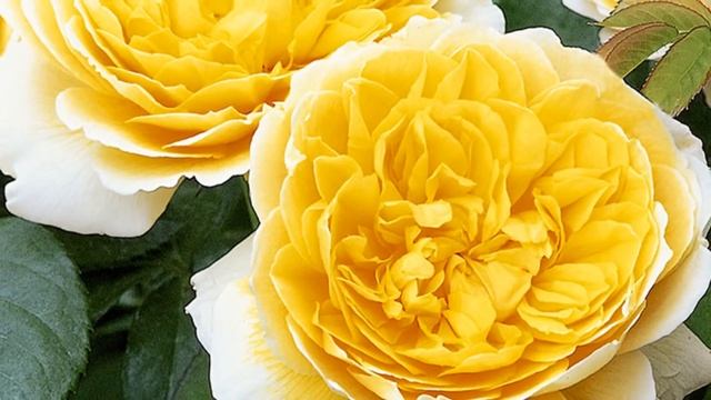 Charlotte Rose Bbeautiful yellow English Rose David Austin смотреть онлайн