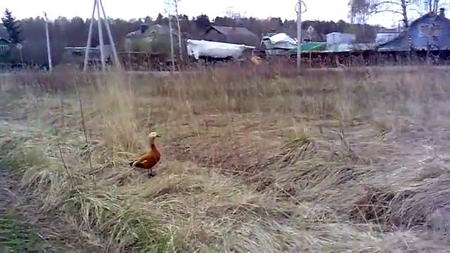 Огарь в Подмосковье смотреть онлайн