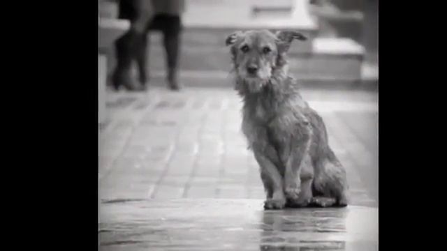 Грустная история одной собачки смотреть онлайн