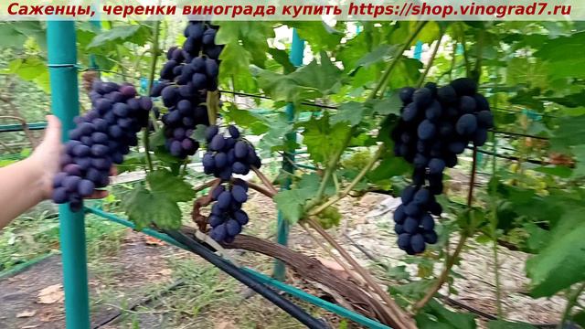 Парад сортов на 27.07.24 года - виноград АДМИРАЛ окрашивание, созревание, характеристики. смотреть онлайн