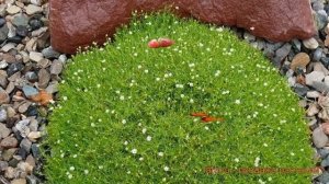 Мшанка шиловидная Грим Мосс ? обзор: как сажать, саженцы мшанки Грим Мосс