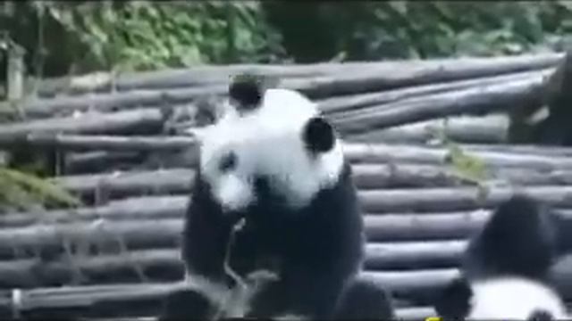 как чихает Панда)) смотреть онлайн