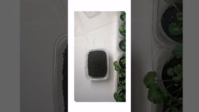 Кампанулла из семян. Часть 1. Посев.