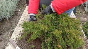 ФЛОКС ШИЛОВИДНЫЙ, размножение делением куста осенью ?