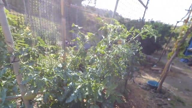 Los primeros tomates kumato de la huerta смотреть онлайн