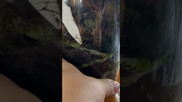 Как ОРХИДЕЯ откликнулась на закрытую систему смотреть онлайн