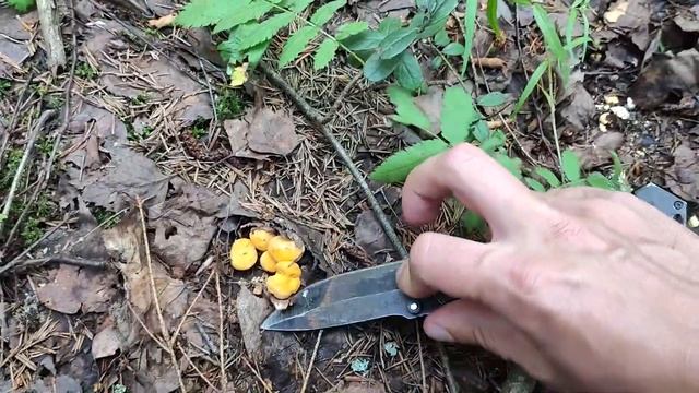 Летние грибы лисички, подберезовики в июле 2023 Подмосковье. ‼️Много змей в лесу Часть 1. смотреть онлайн