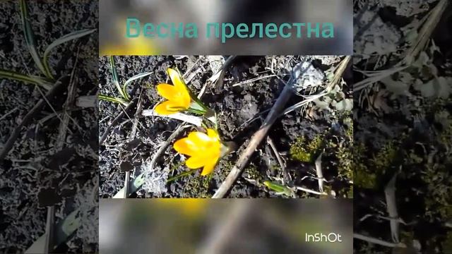 Весна в первый месяц была прелестна.