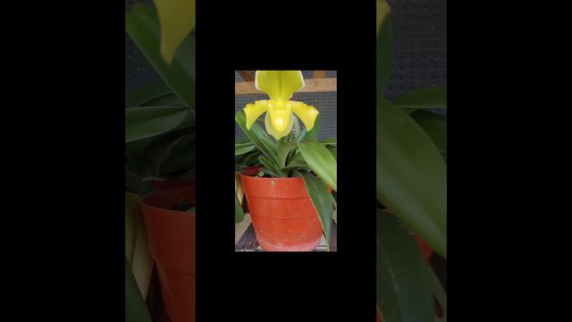 #short Orquídea Zapatilla De Venus Amarilla U Orquídea Paphiopedilum Amarilla❤️❤️❤️